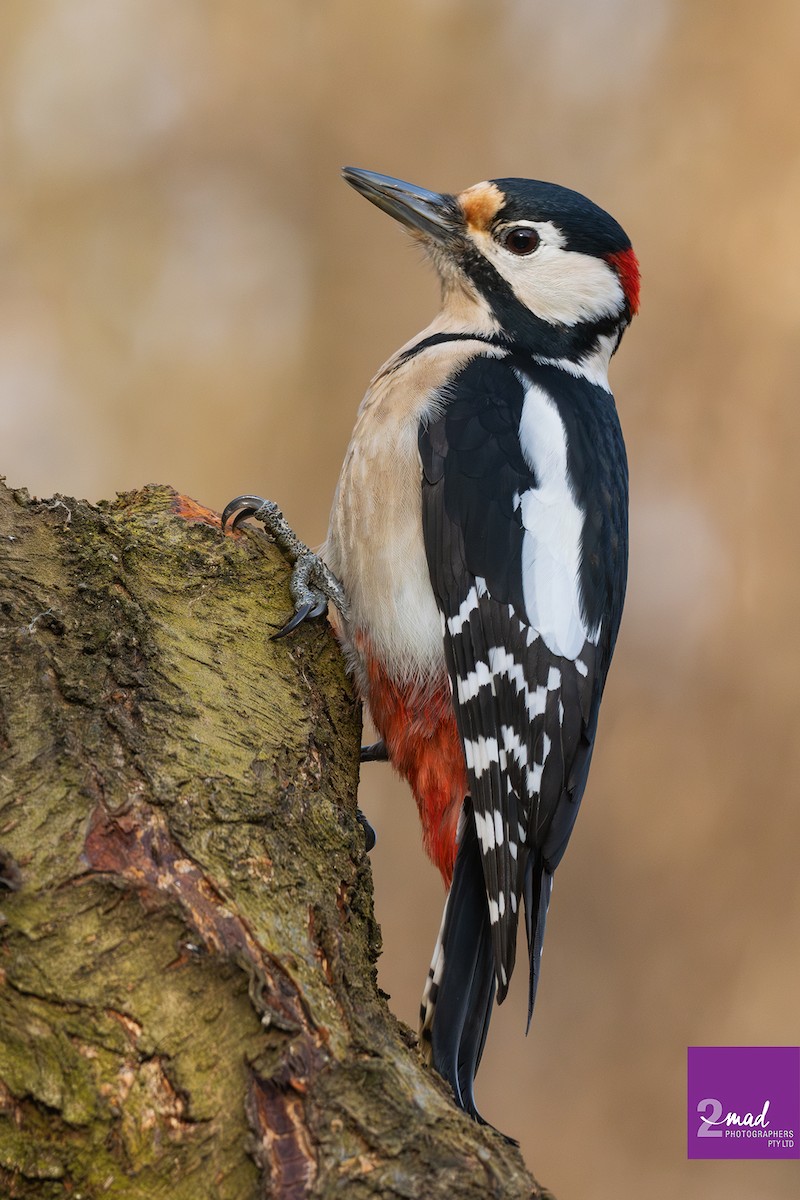 Great Spotted Woodpecker - ML639402394