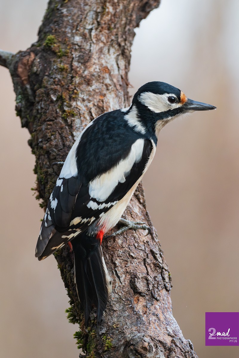 Great Spotted Woodpecker - ML639402395