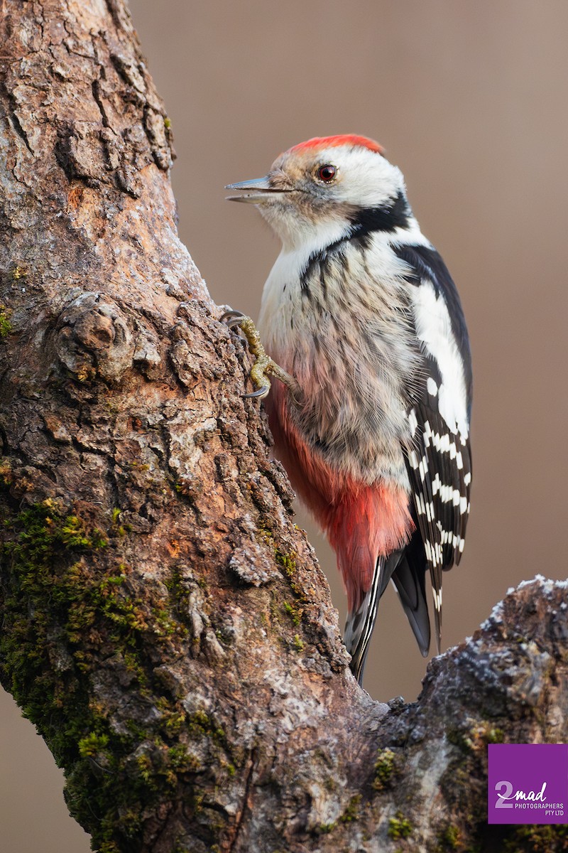 Middle Spotted Woodpecker - ML639402400