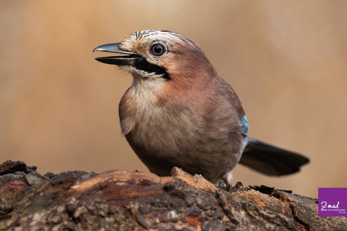 Eurasian Jay - ML639402402