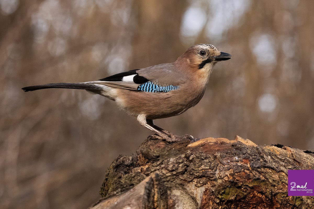 Eurasian Jay - ML639402403