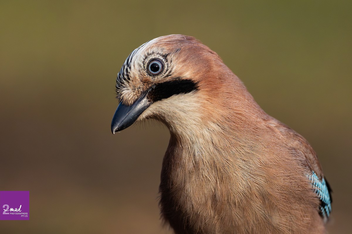 Eurasian Jay - ML639402404