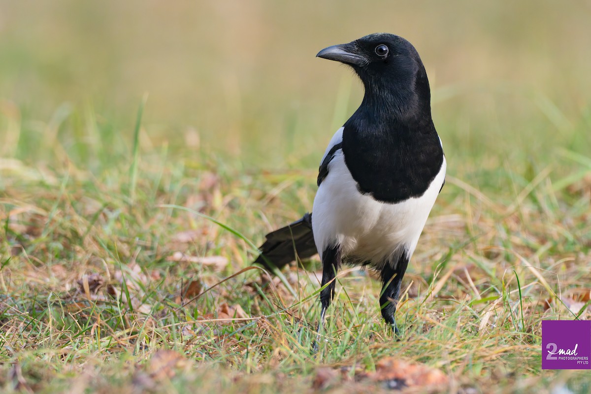 Eurasian Magpie - ML639402409
