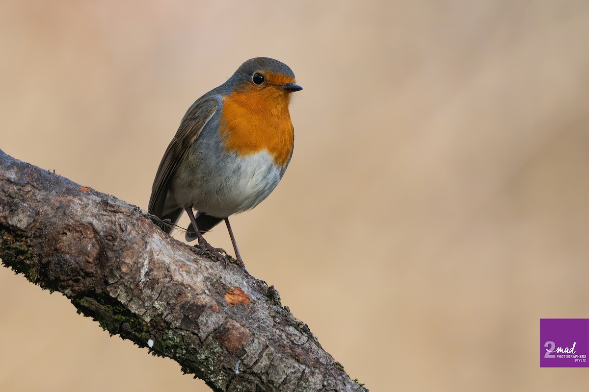European Robin - ML639402421
