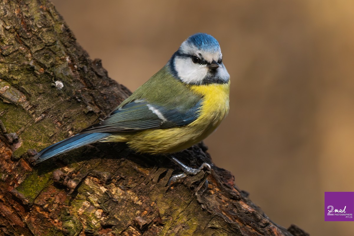 Eurasian Blue Tit - ML639402435