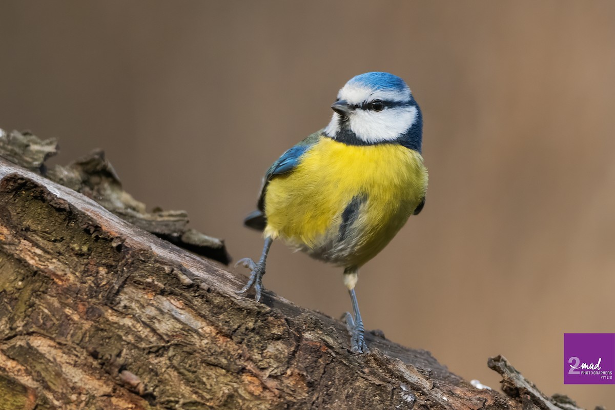 Eurasian Blue Tit - ML639402436