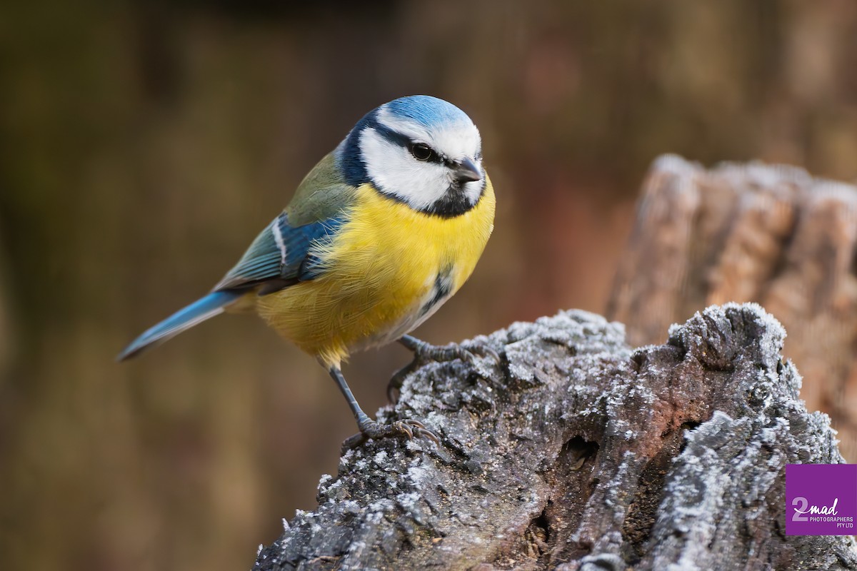 Eurasian Blue Tit - ML639402437