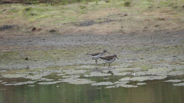 Wood Sandpiper - ML639402472
