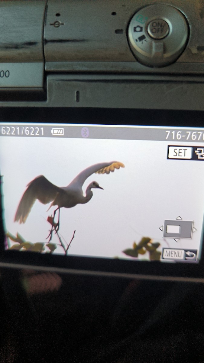 Little Egret - ML639402504