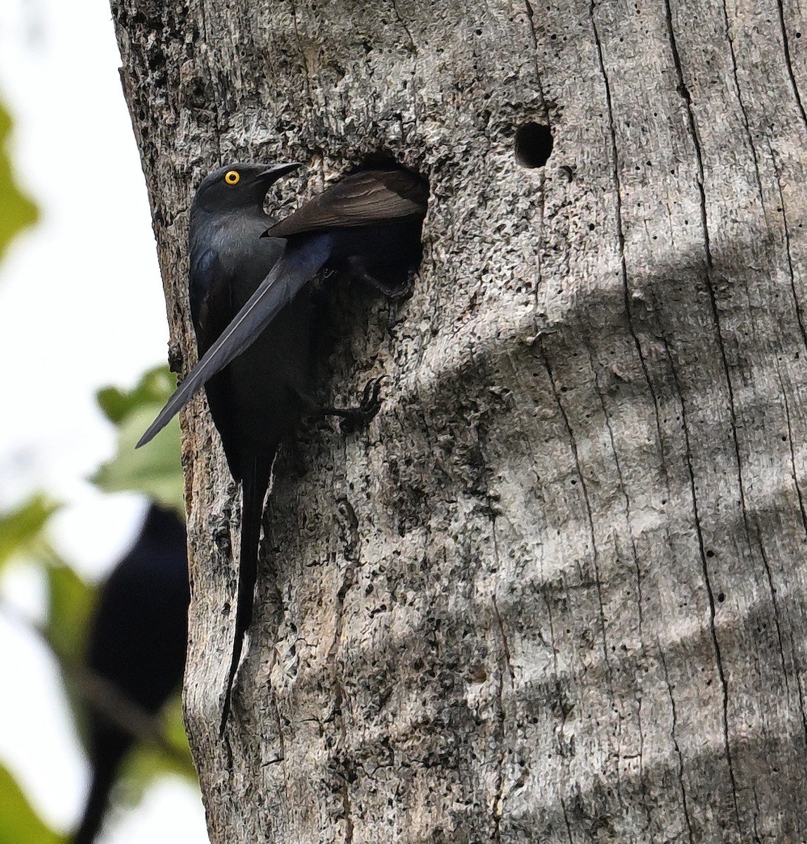 Narrow-tailed Starling - ML639402571