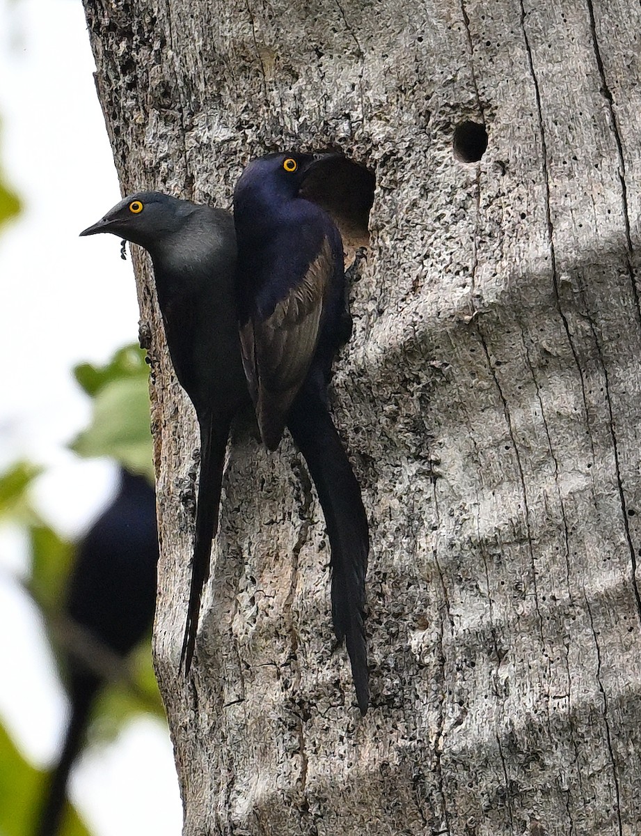 Narrow-tailed Starling - ML639402572