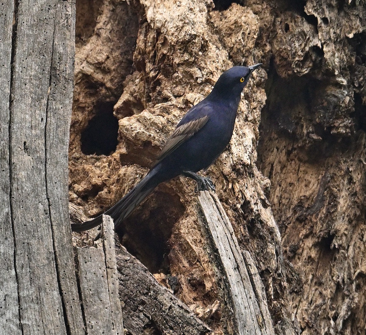 Narrow-tailed Starling - ML639402573