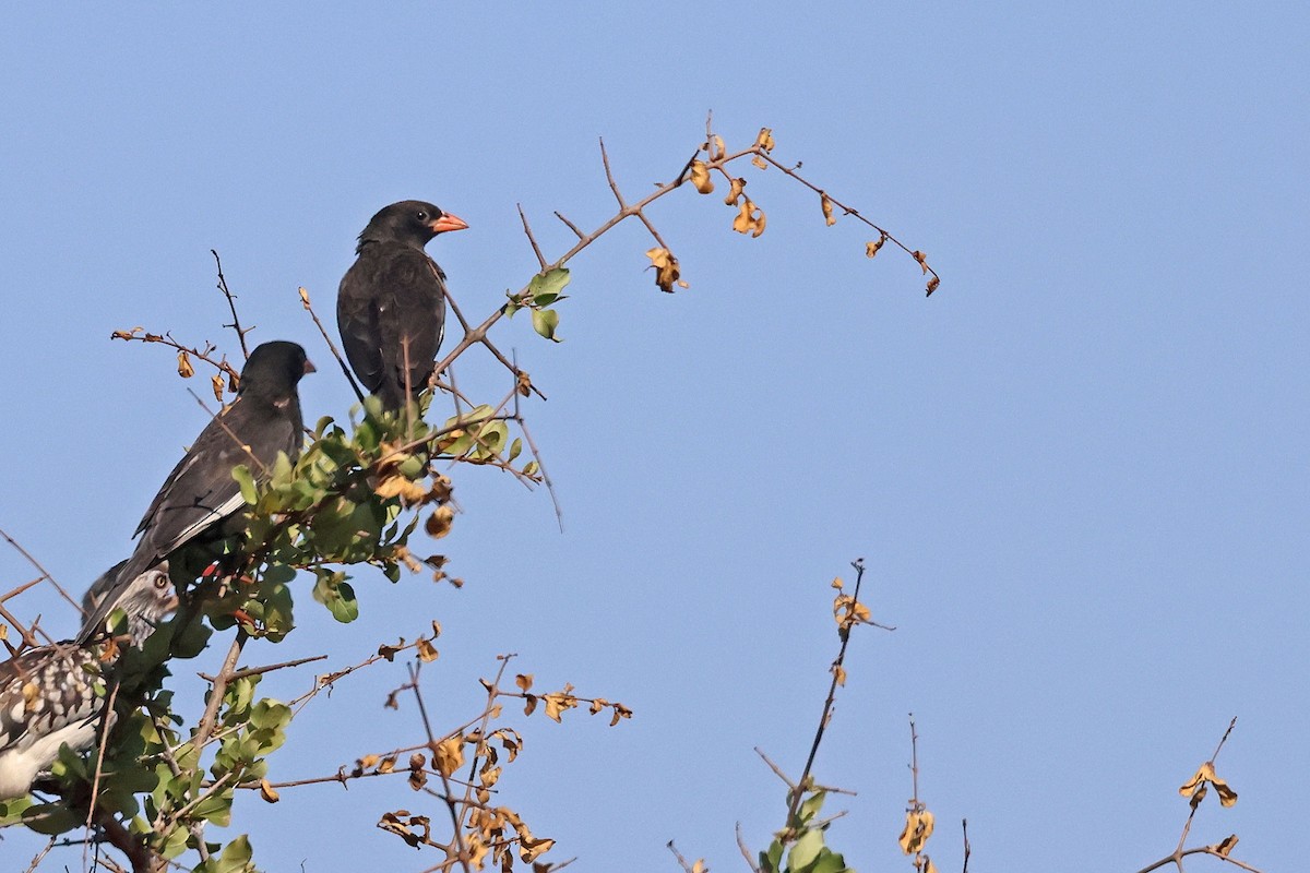 Red-billed Buffalo-Weaver - ML639402608