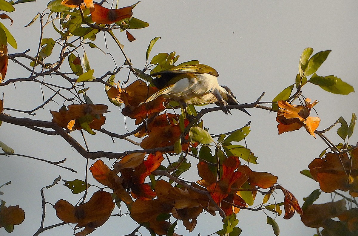 Blue-faced Honeyeater - ML639402615