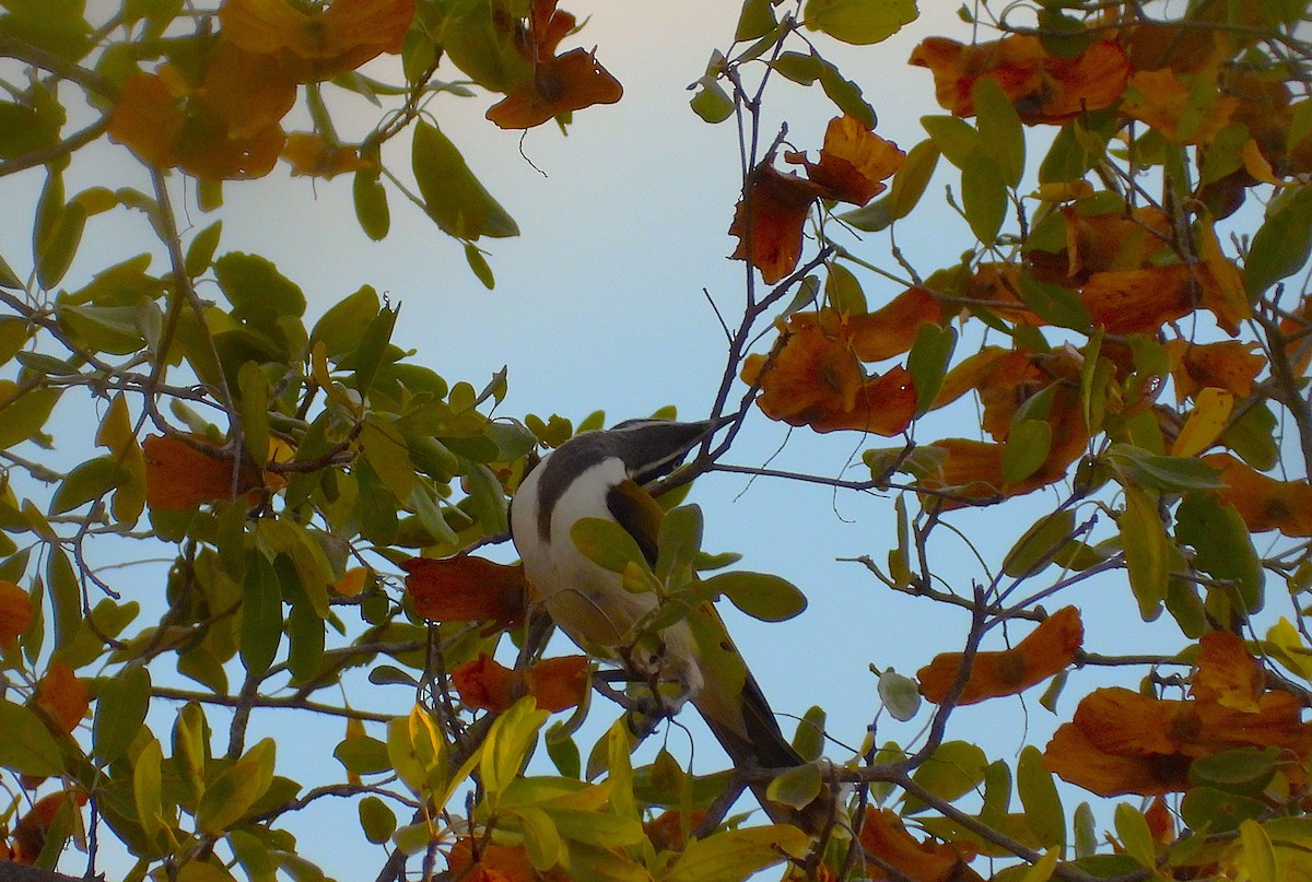 Blue-faced Honeyeater - ML639402616