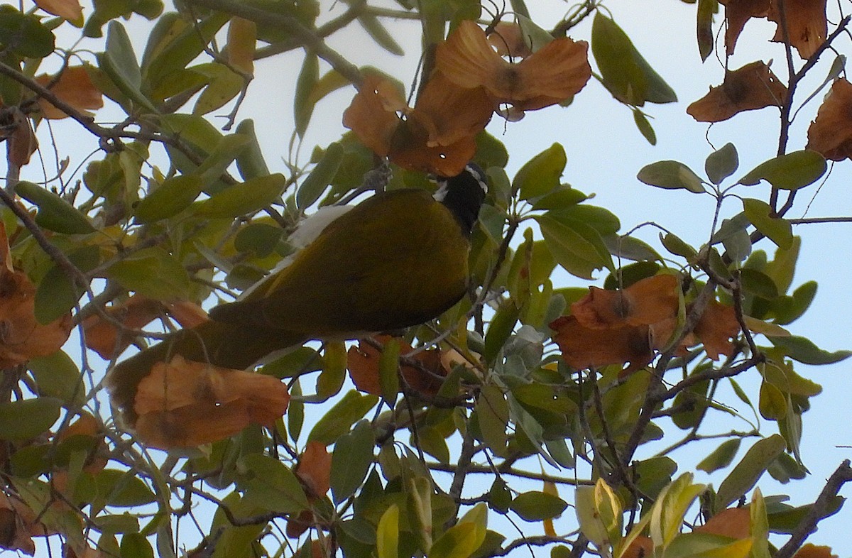 Blue-faced Honeyeater - ML639402618