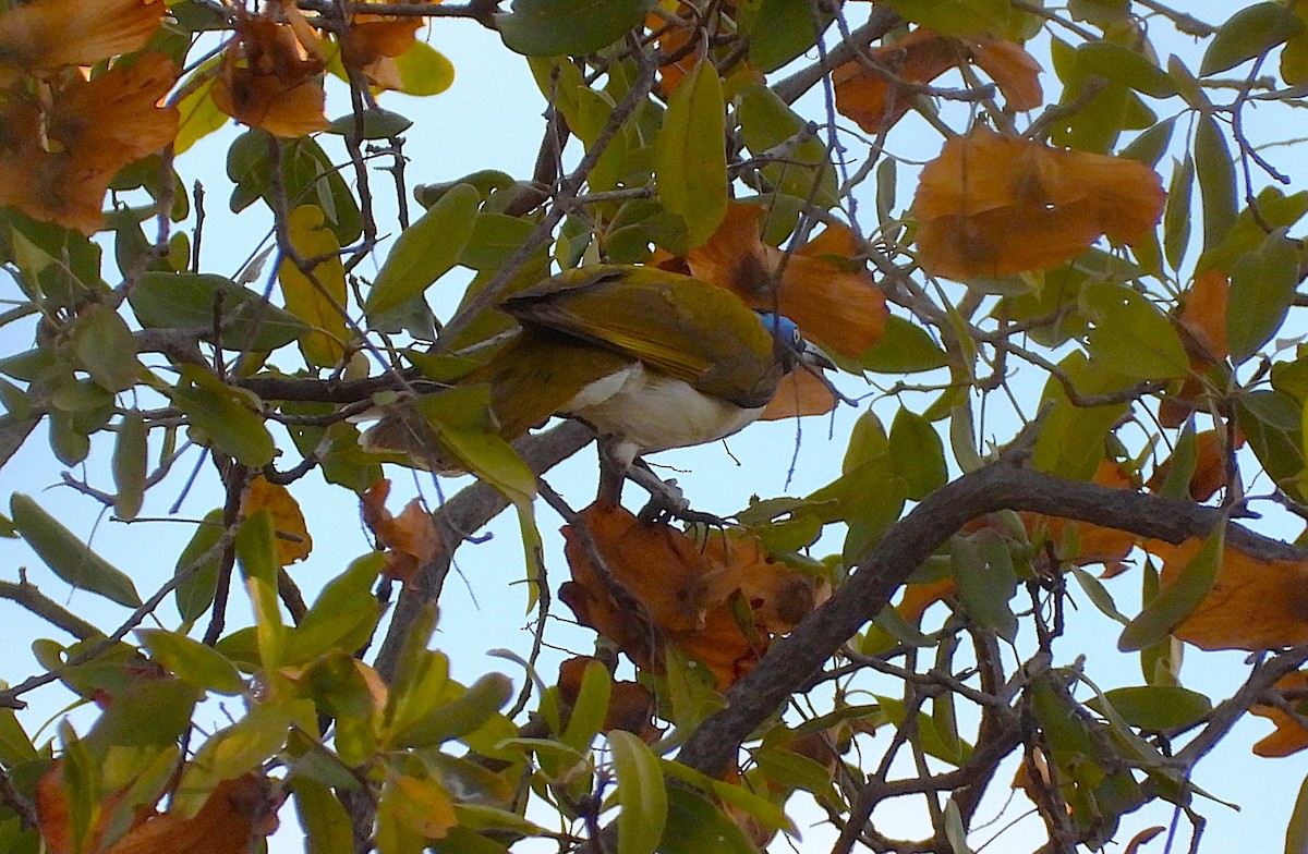 Blue-faced Honeyeater - ML639402619