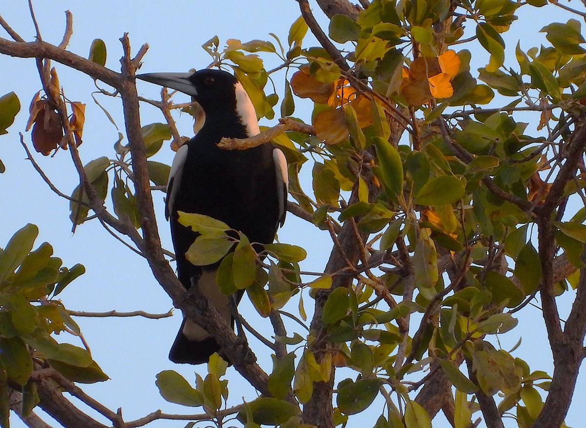 Australian Magpie - ML639402637