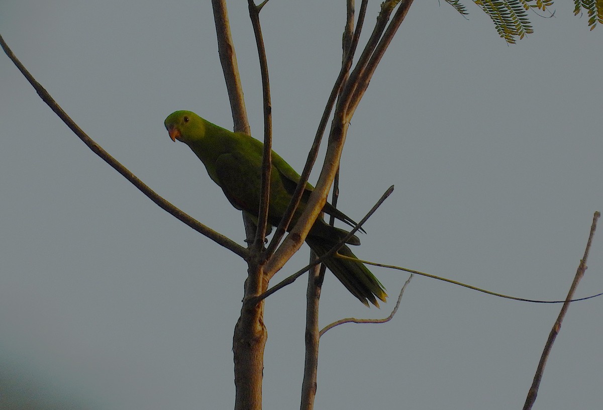 Red-winged Parrot - ML639402647
