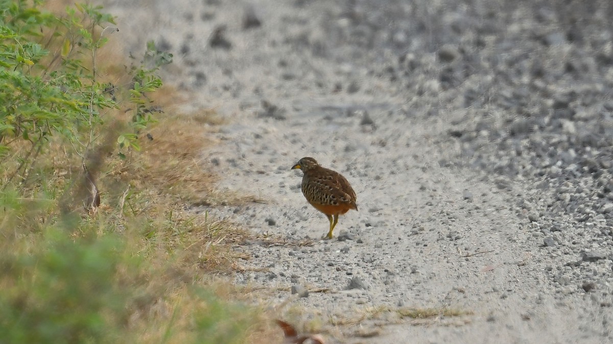 Barred Buttonquail - ML639402648