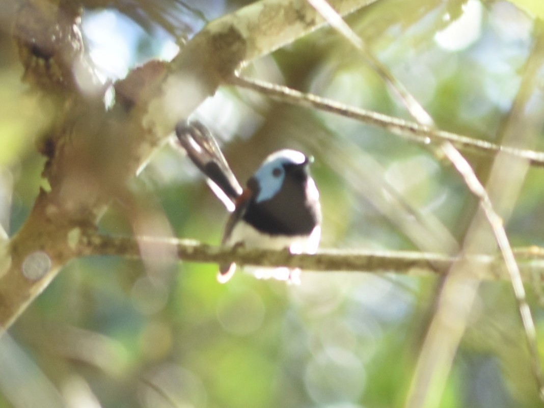 Lovely Fairywren - ML639402649