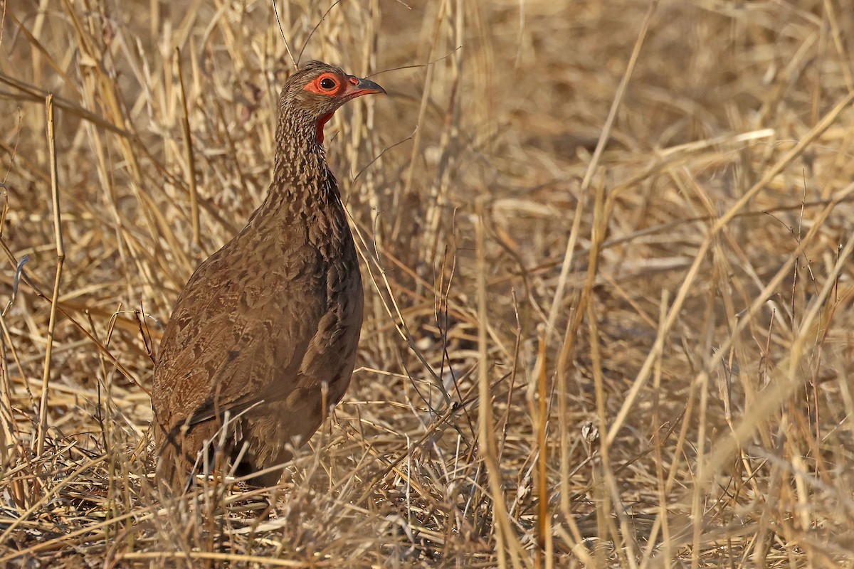 Swainson's Spurfowl - ML639402650