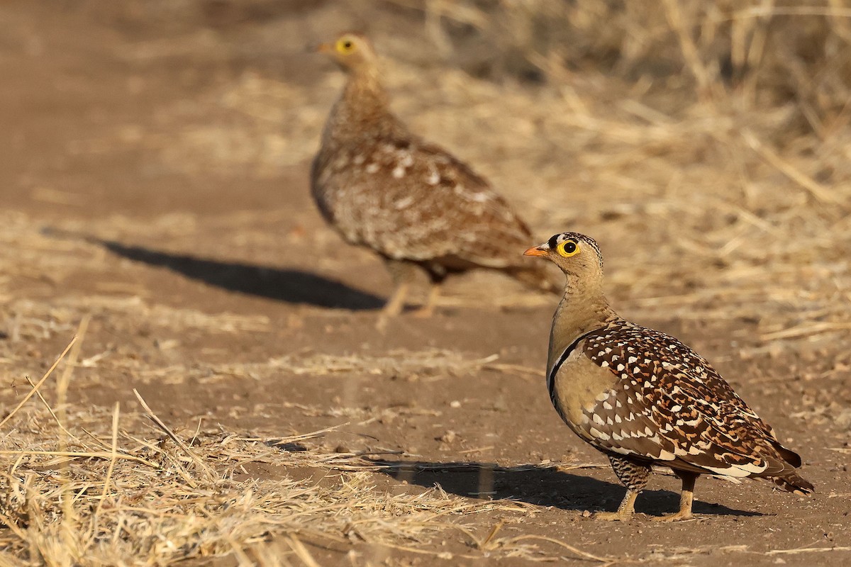 Double-banded Sandgrouse - ML639402651
