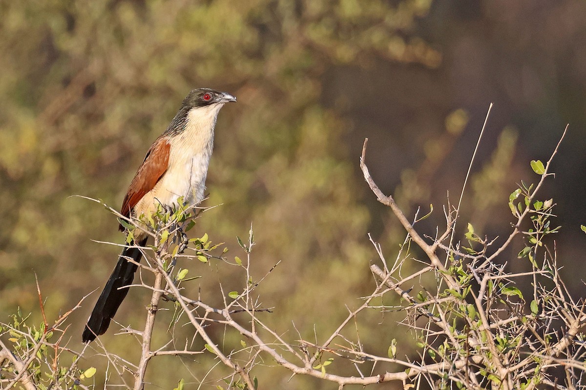 Burchell's Coucal - ML639402652
