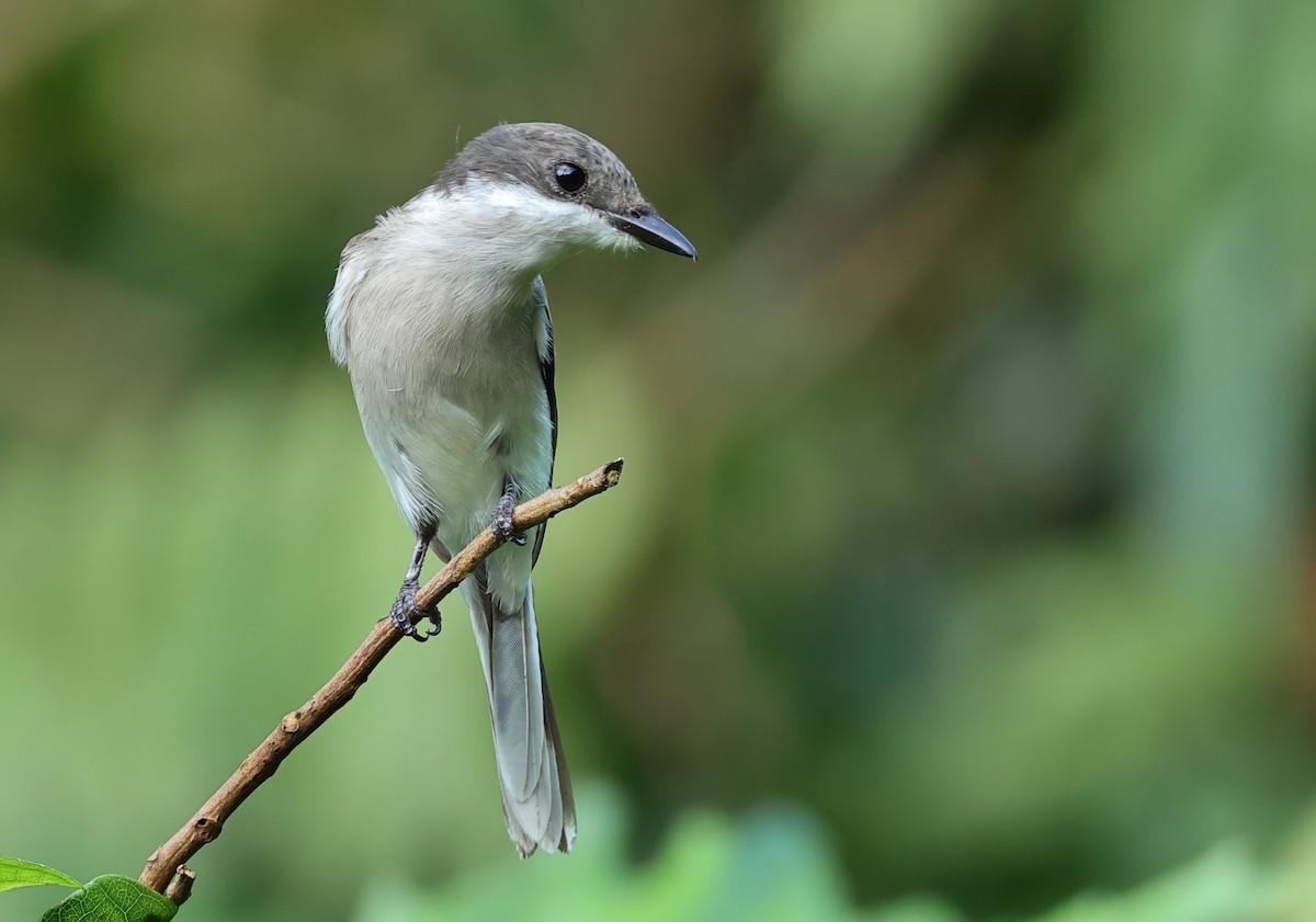 Bar-winged Flycatcher-shrike - ML639402653