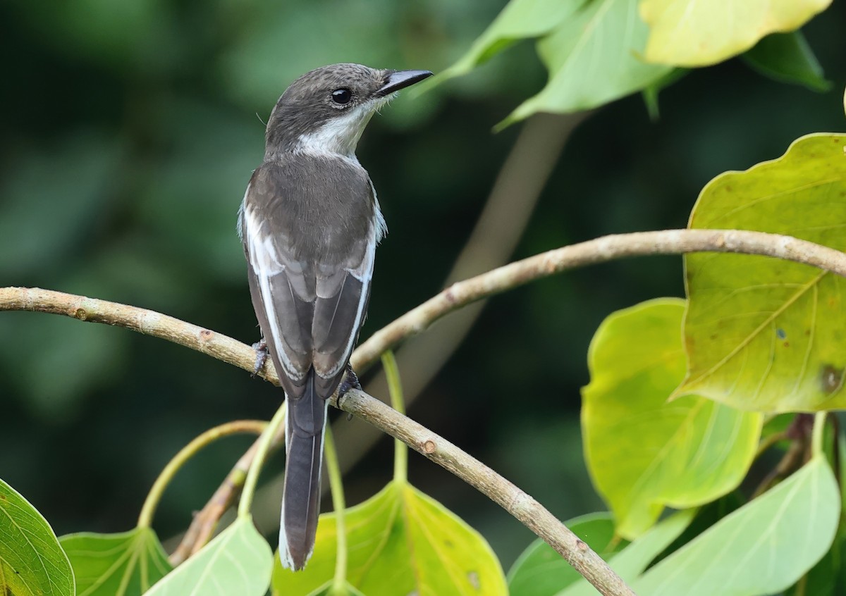 Bar-winged Flycatcher-shrike - ML639402654
