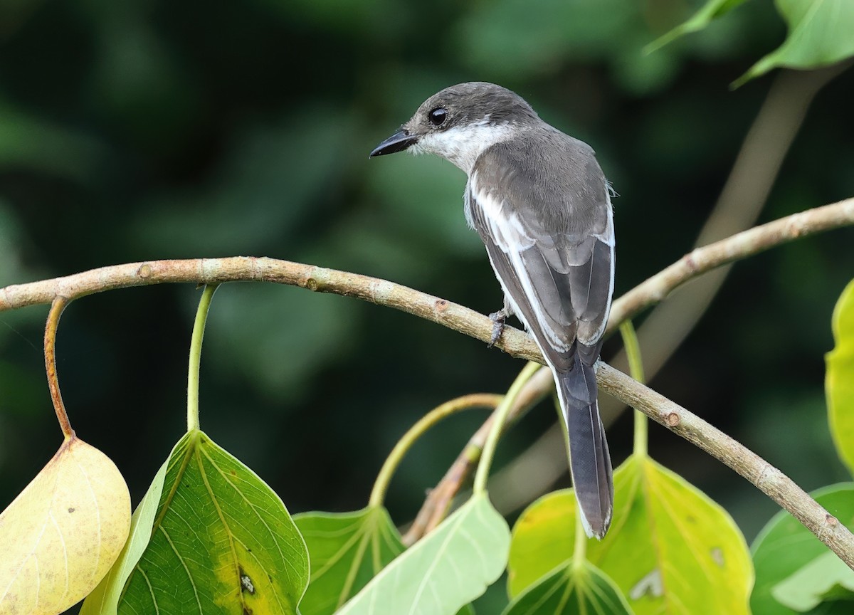 Bar-winged Flycatcher-shrike - ML639402655