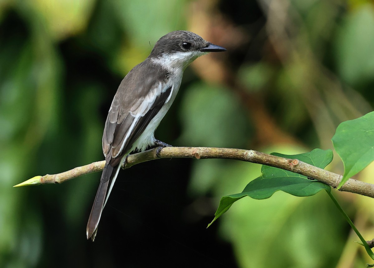 Bar-winged Flycatcher-shrike - ML639402656