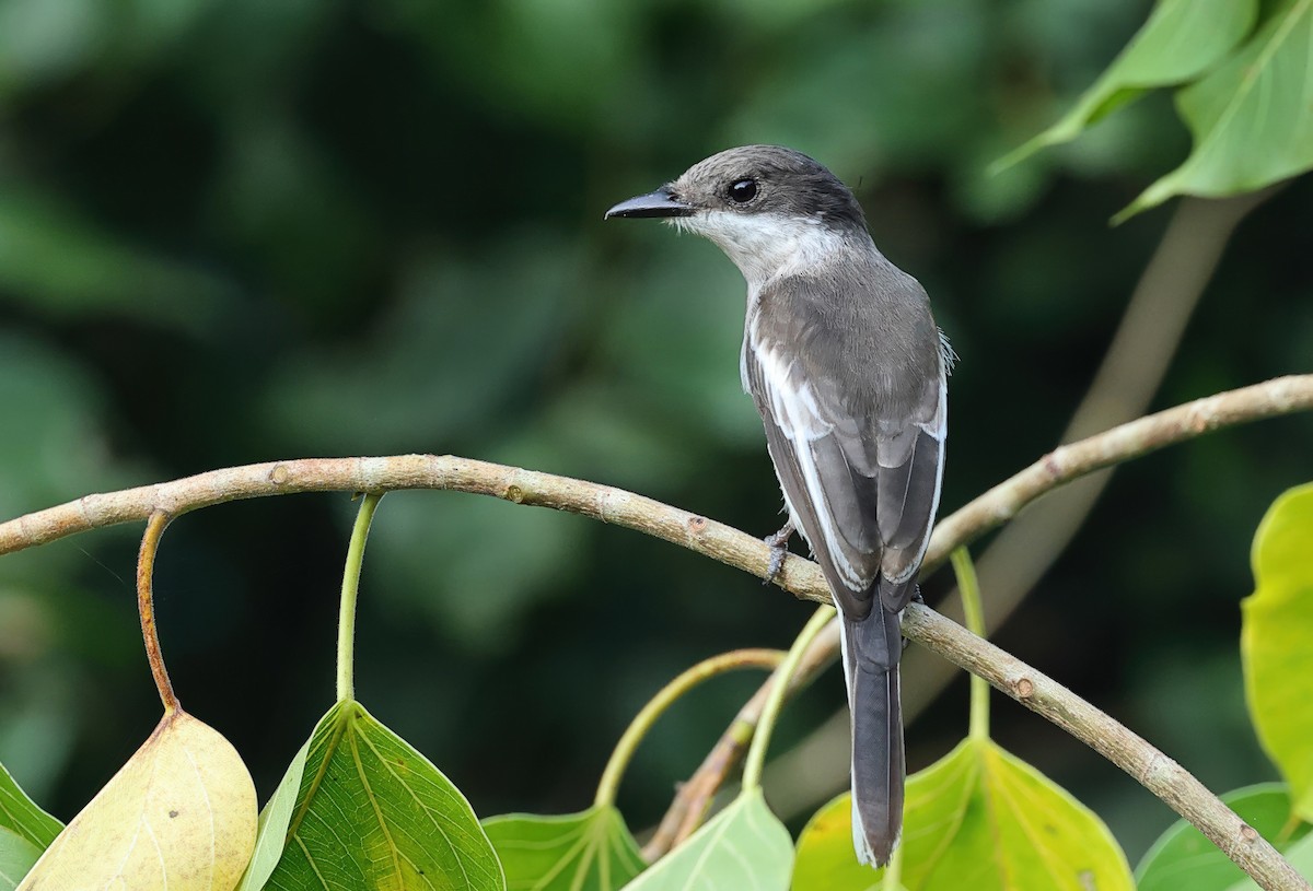Bar-winged Flycatcher-shrike - ML639402657