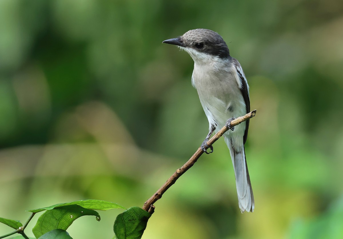 Bar-winged Flycatcher-shrike - ML639402658