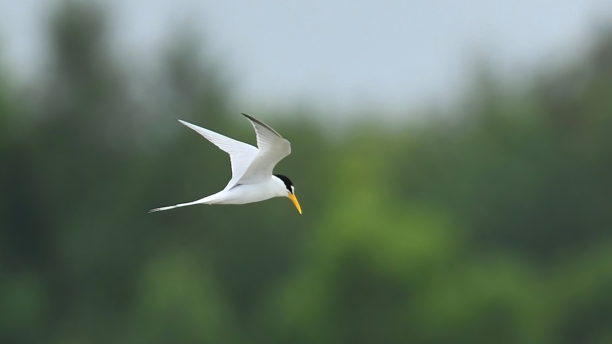 Little Tern - ML639402659