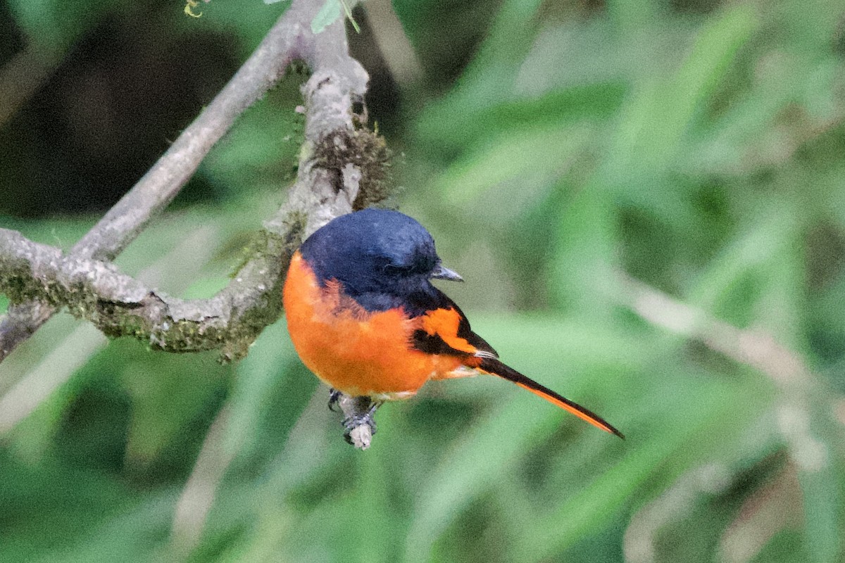 Gray-chinned Minivet - ML639402660