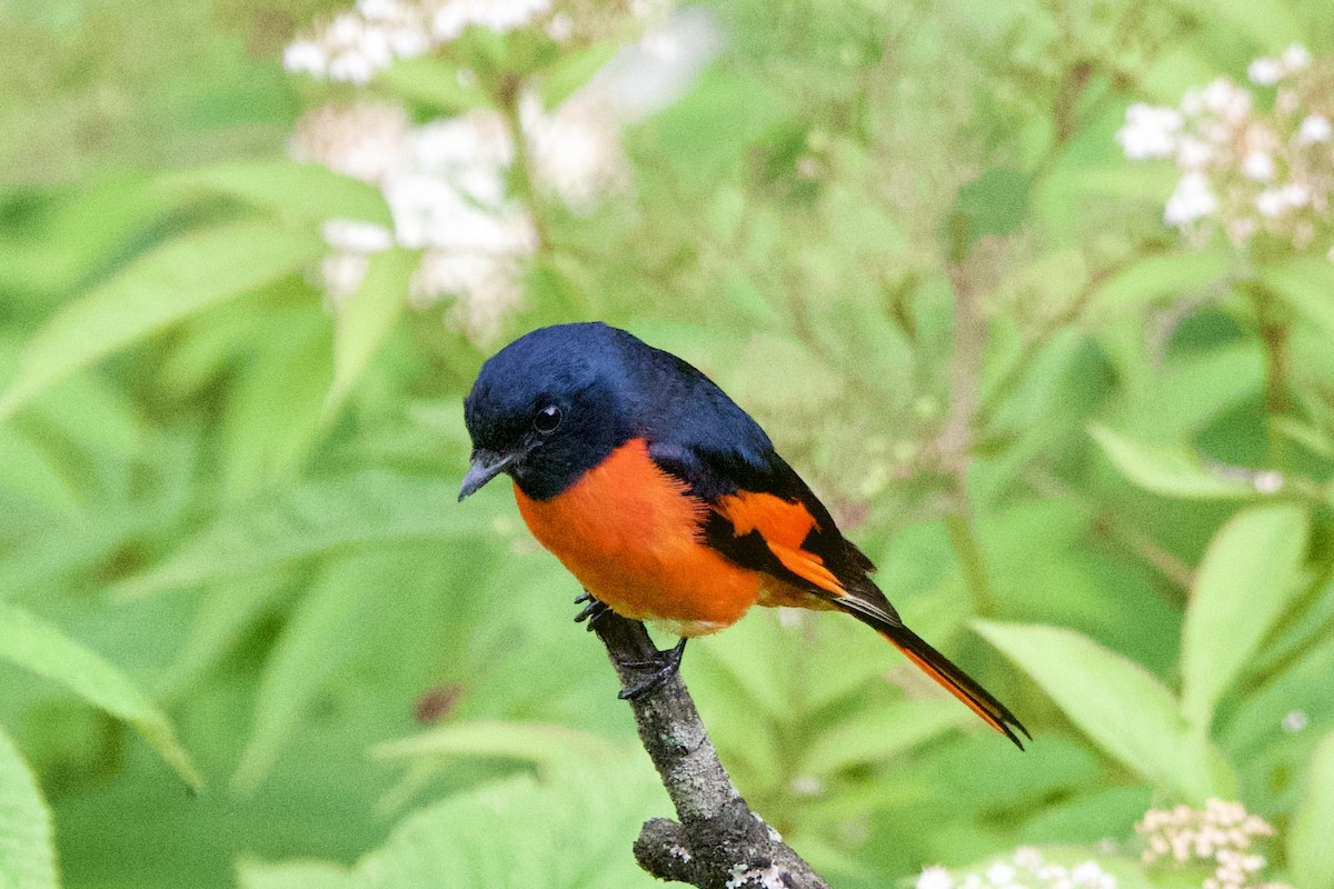Gray-chinned Minivet - ML639402661