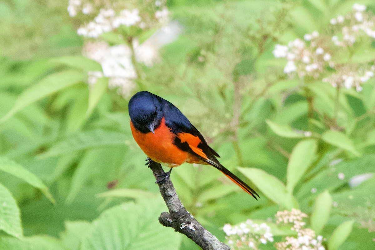 Gray-chinned Minivet - ML639402662