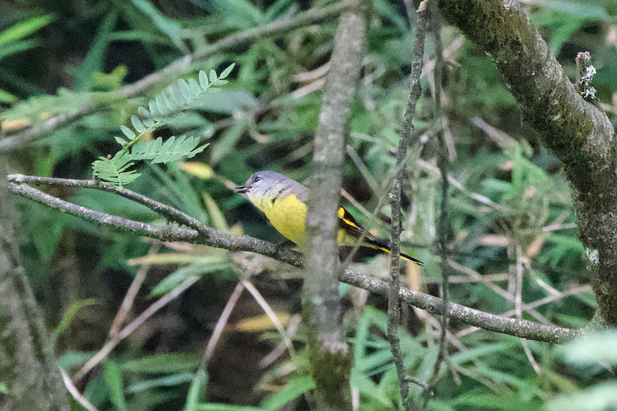 Gray-chinned Minivet - ML639402663