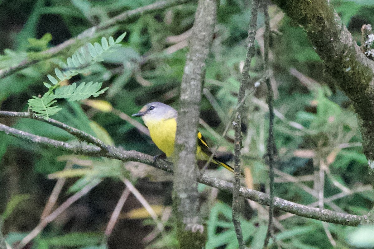 Gray-chinned Minivet - ML639402664