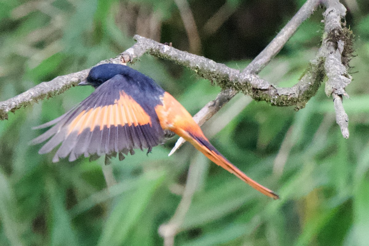 Gray-chinned Minivet - ML639402665