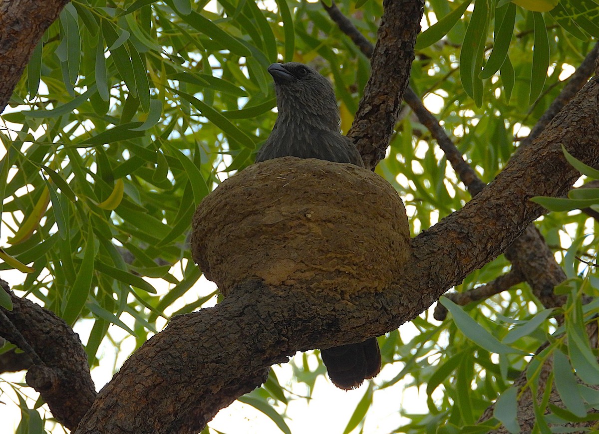 Apostlebird - ML639402666