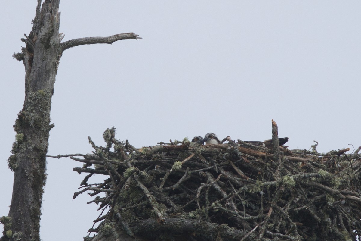 Osprey - ML639402667