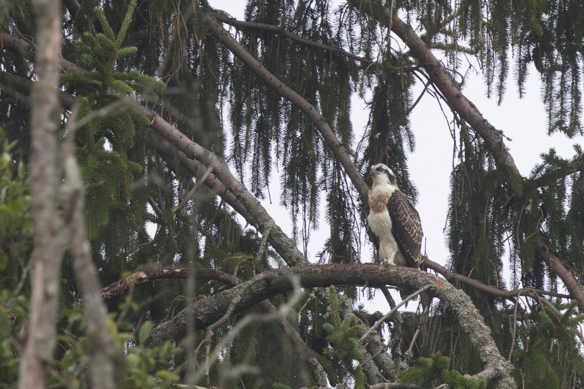 Osprey - ML639402668