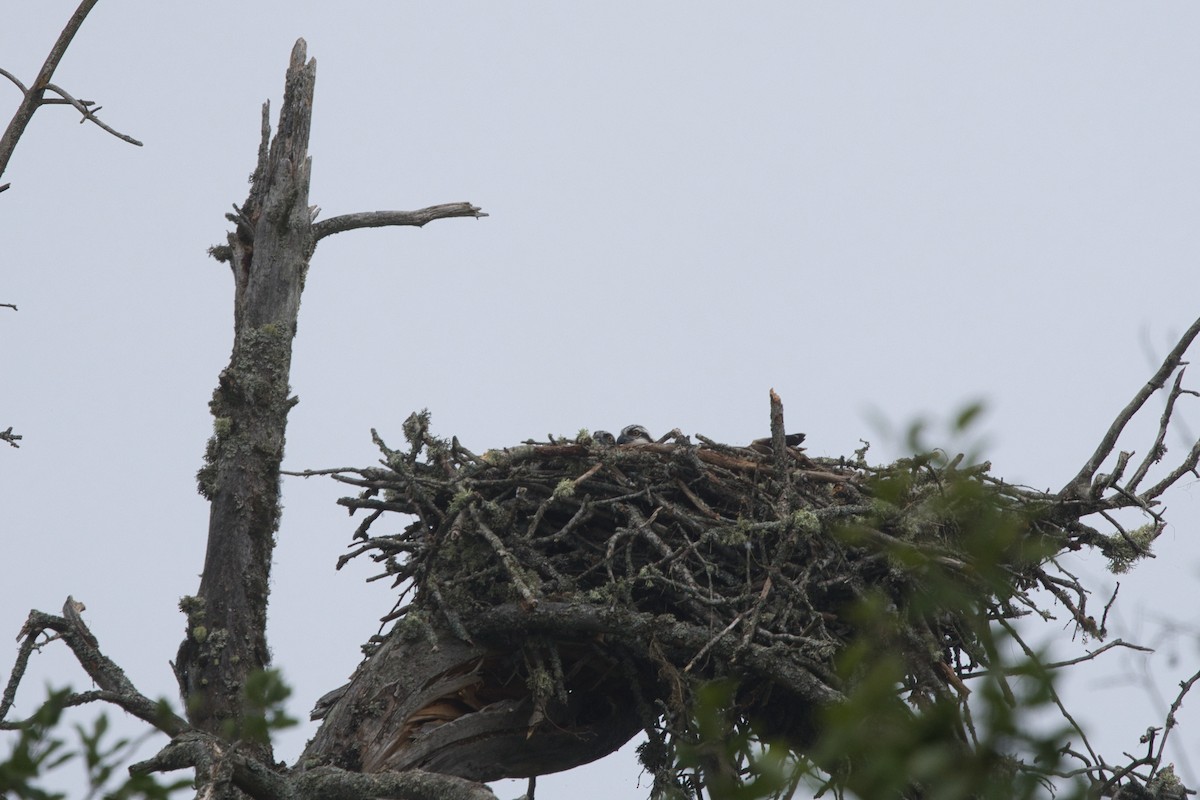 Osprey - ML639402669