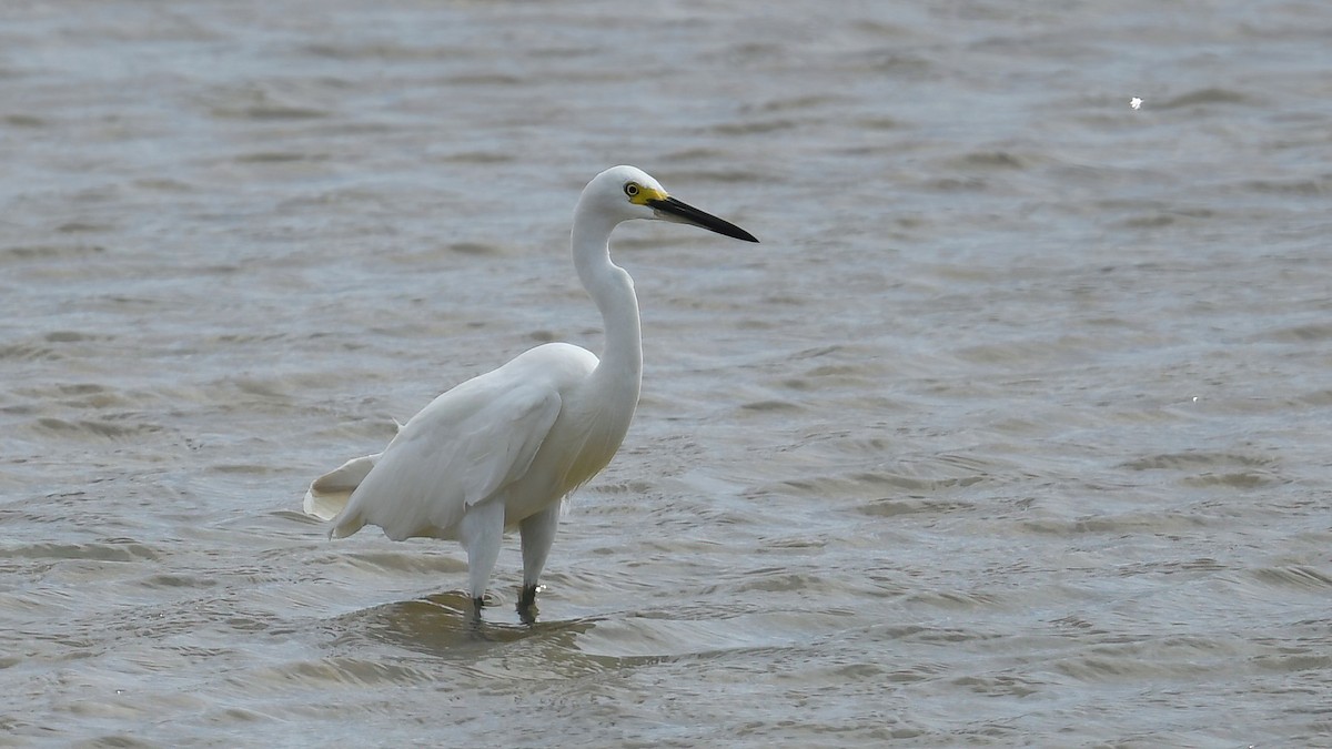 Medium Egret - ML639402670
