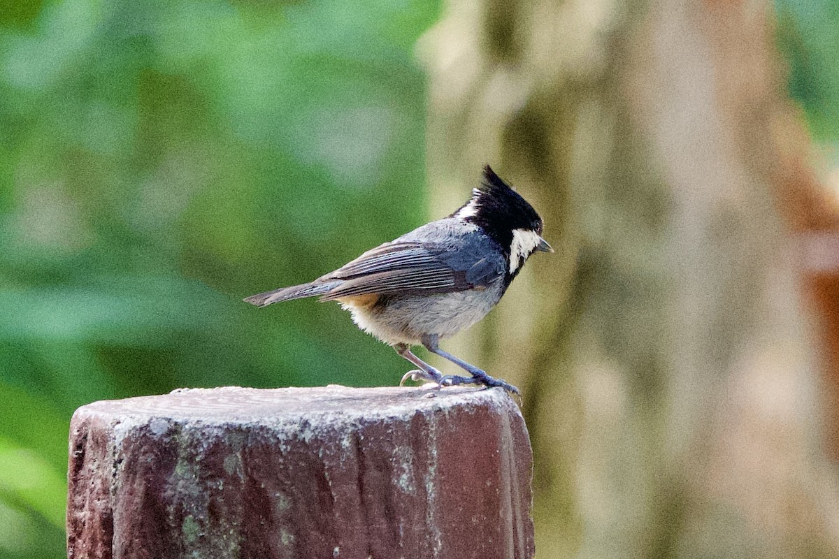 Rufous-vented Tit - ML639402671