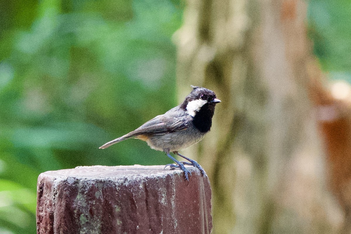 Rufous-vented Tit - ML639402672