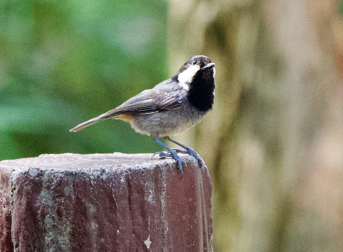 Rufous-vented Tit - ML639402673