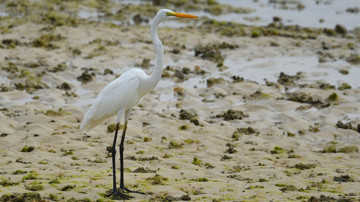 Great Egret - ML639402674